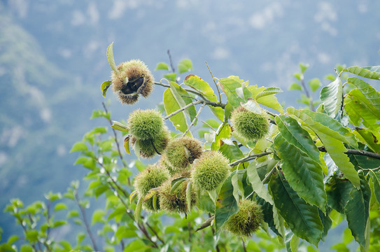 树上的板栗