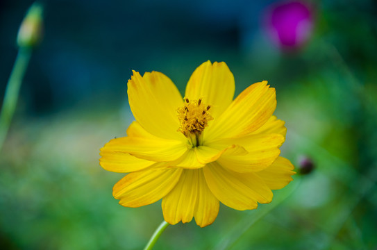 鲜花特写