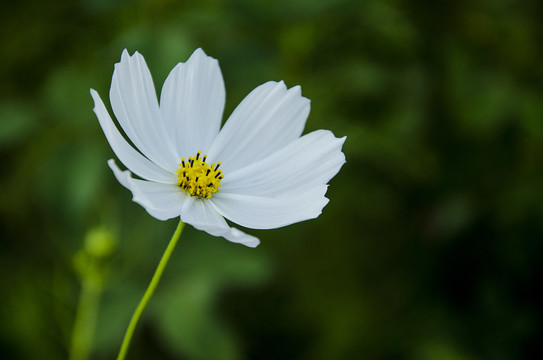 白色的花朵