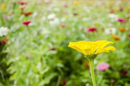 一朵小黄花