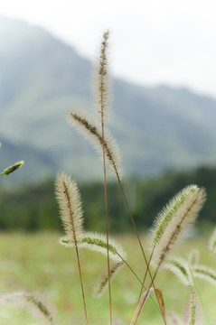 狗尾草