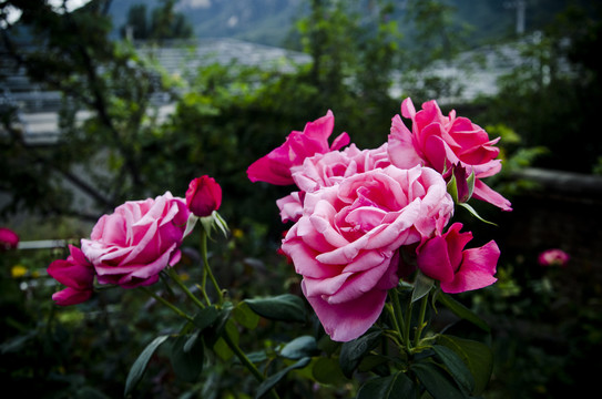 粉红色的鲜花