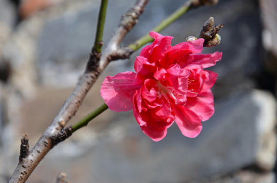 老屋桃花