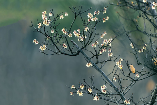 纯背景腊梅花图