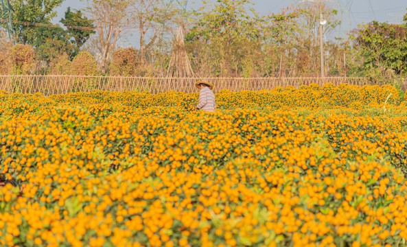 2021年春节花市的年桔