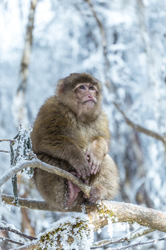 四川冬季下雪后山林里的猕猴
