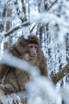 四川冬季下雪后山林里的猕猴