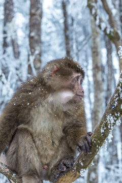 四川冬季下雪后山林里的猕猴