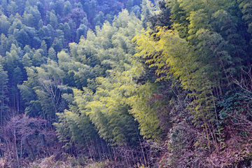 竹林风景