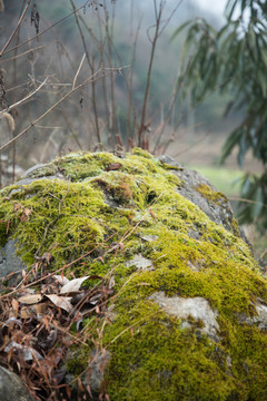 苔藓