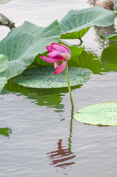 荷花莲子