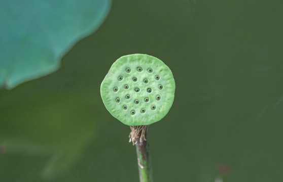 荷花莲子