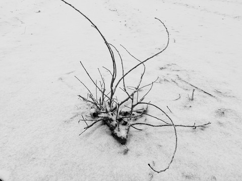 雪地里的树根