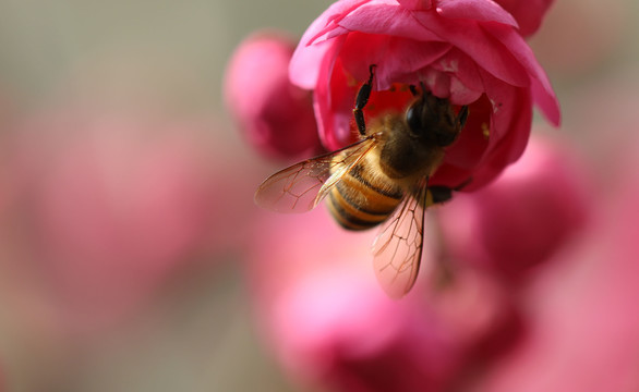 海棠花和蜜蜂