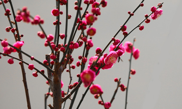 海棠花和蜜蜂