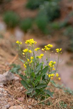 野草