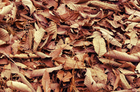 地面上的落叶