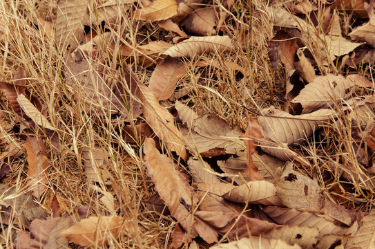 地面上的落叶