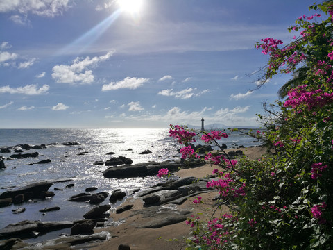 海边的花树