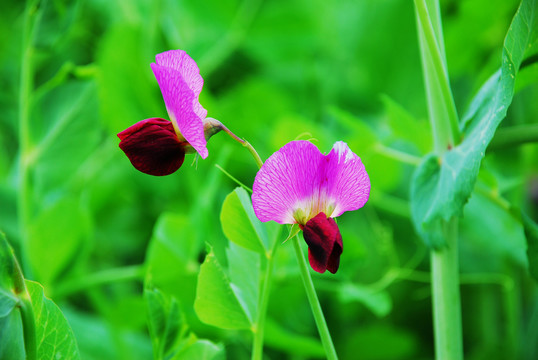 豌豆花