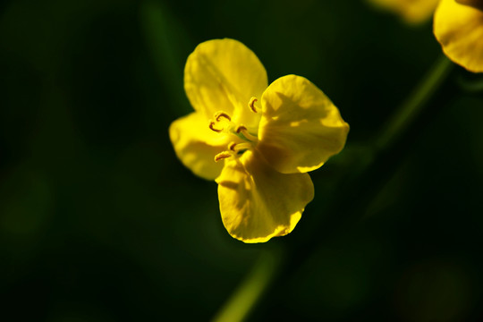 油菜花