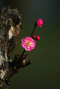 红梅花