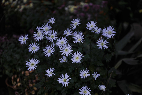 菊花特写