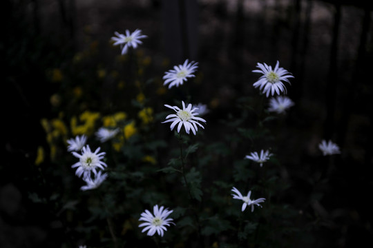 菊花特写