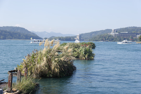 海上芦苇荡