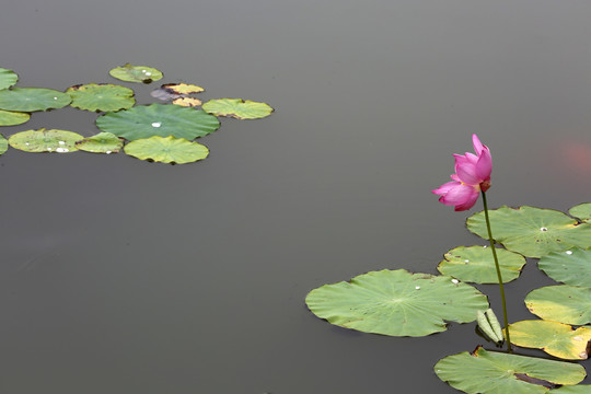 高清荷花