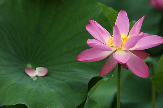 高清荷花