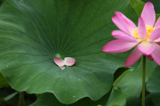 高清荷花