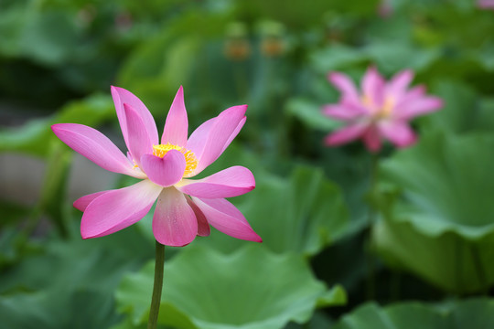 高清荷花