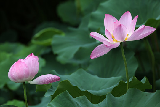 高清荷花