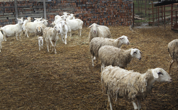 羊群拍摄