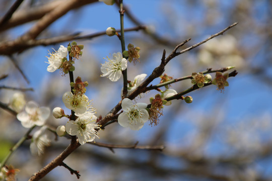 梅花