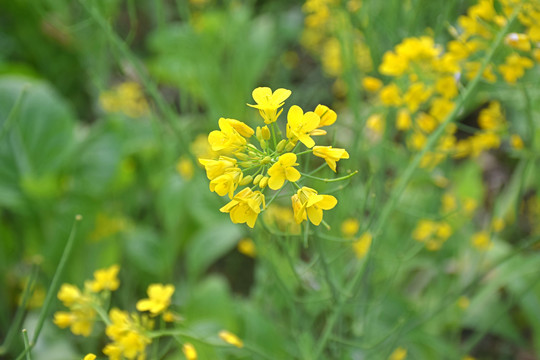 油菜花