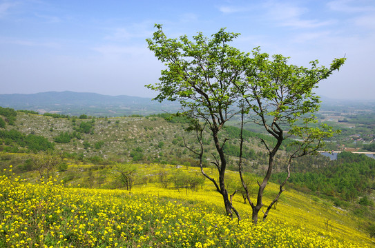 山岭黄花