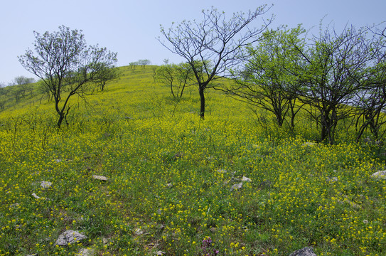 山岗春色