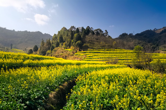 油菜花