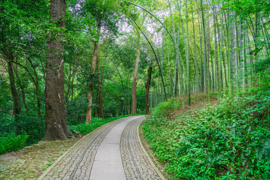 竹林小路