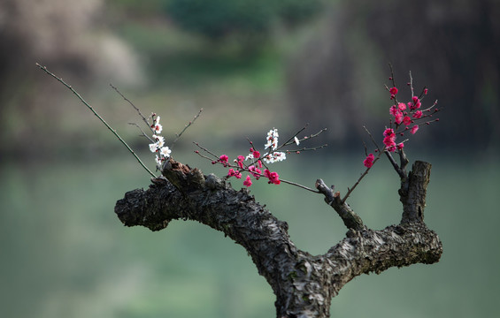 梅花