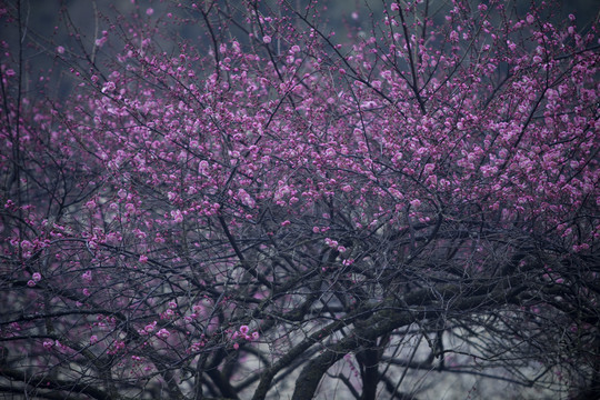 梅花背景素材