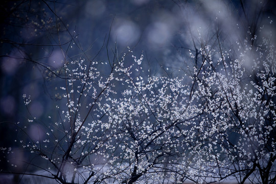 梅花背景素材