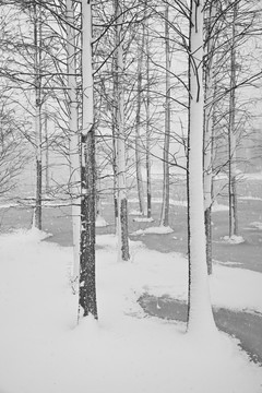 雪景