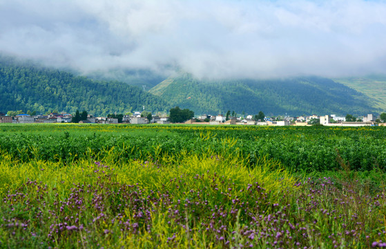 乡村风光