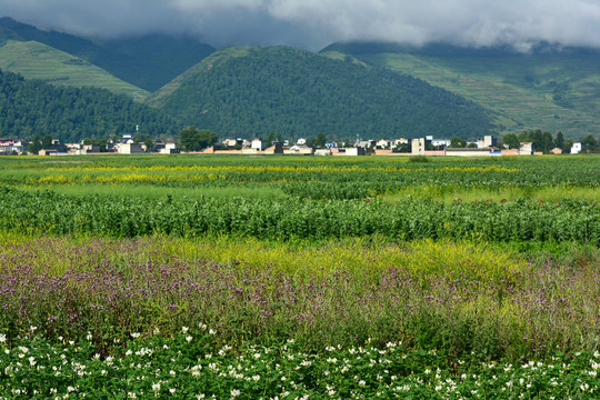 乡村风光