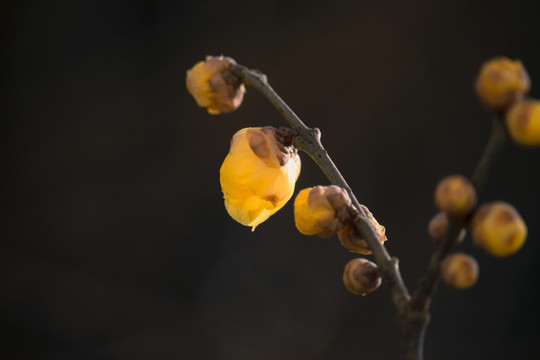 一枝腊梅花