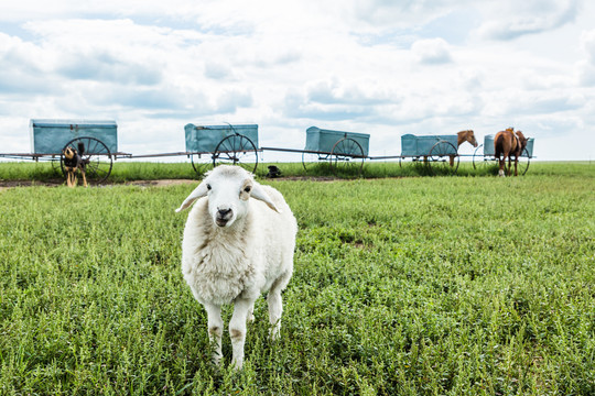 草原小羊羔和勒勒车