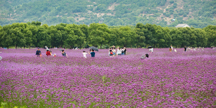 荪湖花海